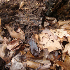 best of Will Charles