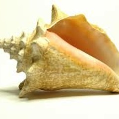 The Seashell Song