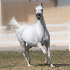 محمد عبد الوهاب