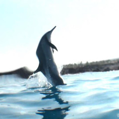 Cetacean Nation featuring Bashar and the Dolphins