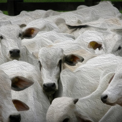 Moda de Viola - Rei Do Gado