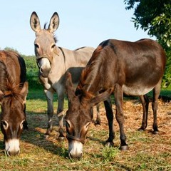 Pimped Up Donkey (Get up on my Donkey)