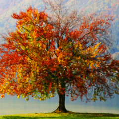Autumn Palette