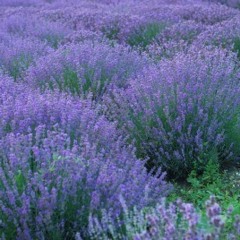 Violet Field (2004)