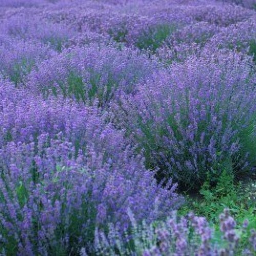 Violet Field (2004)