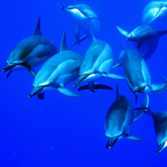 Waves Upon Waves featuring Bashar