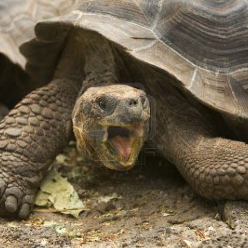 Galapagos/old fashion/140 bpm/2013-09-02