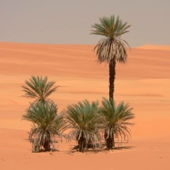 الفنان سيف النصـــر [ مات الفحـــل ]