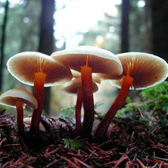 Light On The Forest Floor
