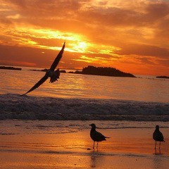 كل البلد حلوه طه سليمان