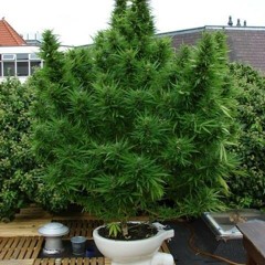 James Cole-Milá přívětivá píseň o sraní