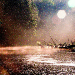 Summer Rain