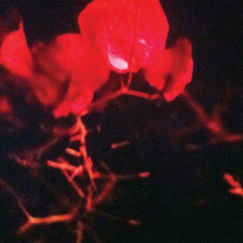 The KVB - Sleepwalking (ERAAS Remix)