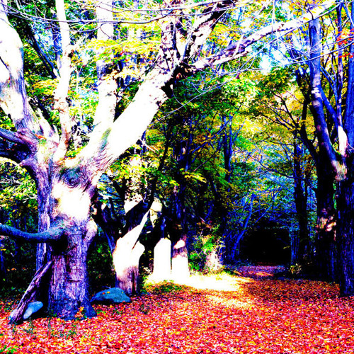 A Psychedellic Forest Experience
