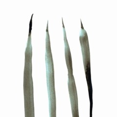 Gaiser - Backyard (Johnny F Remix)Preview