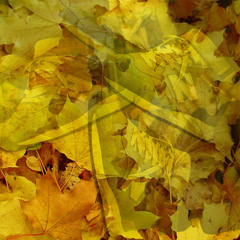 Yellow Leaves Under My Grey 1300's