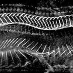 Past imperfections(depression chamber demo's)