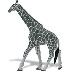 Toy Zoo- Good Mornings