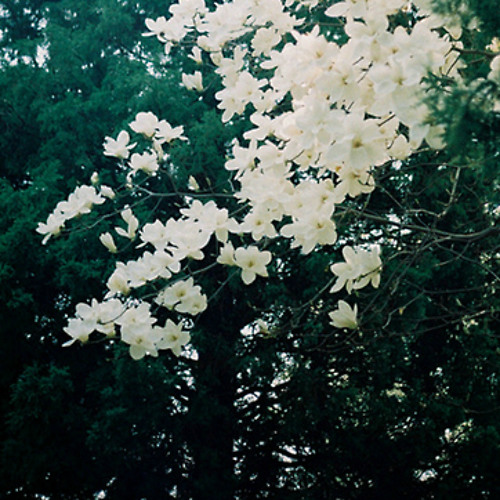 Thinking 'bout You - Frank Ocean (Cover)