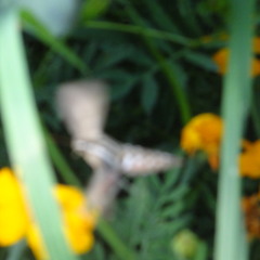 Garden Hummingbird