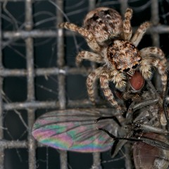 Said the Spider to the Fly (the Paper Chase cover)