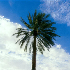 سنا - النخلةة