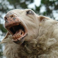 Negative Sheep