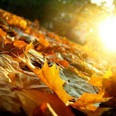 Sunny autumn
