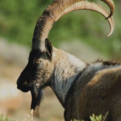 Horn of the Goat (Original Mix) FREE D/L!!!!!!!!!!!!!!