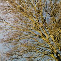 Hymn for Network Prime