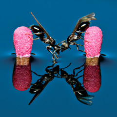 Welcome Honey (feat. Daniela Gesundheit)