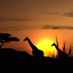 Tatanka - Afrika (Stult Edit)