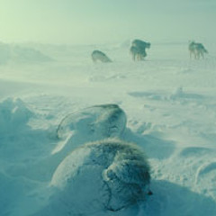 Palisar - Arctic Winds *Original Mix* FREE DL