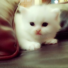 Tonghua Cover at Irkham's