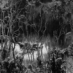Levantis – See