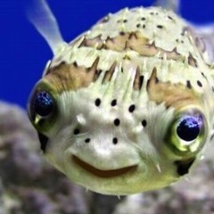 Shark Alarm / Maison Sky (Nymble Digitz Ghetto Software Bootleg Edit)128kbs FREE DOWNLOAD