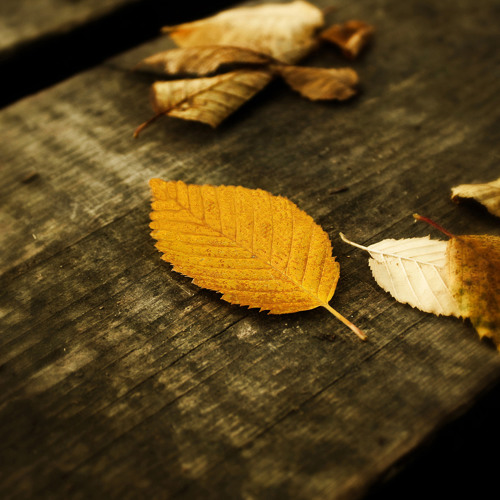 The Conditions for the Acceptance of Deeds By Abu ‘Abdis Salaam Siddiq Al Juyaanee
