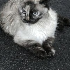 Wet Cat