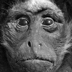 Paul Schmitz - Lover was Monkey[prev.]