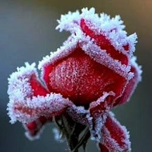 Choron Dhorite Diogo Amare