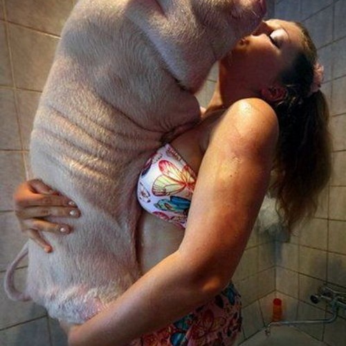 beastiality   