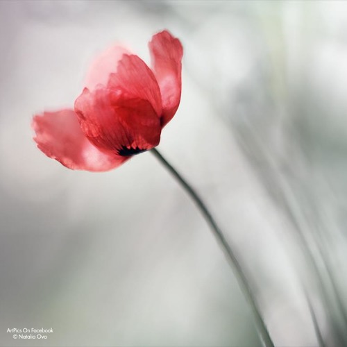 Omaima Al Khalil - Ejta7  أميمه الخليل - اجتاح