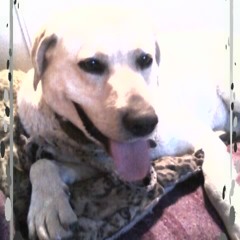 Tan Solo Amantes.. leo matiolli..