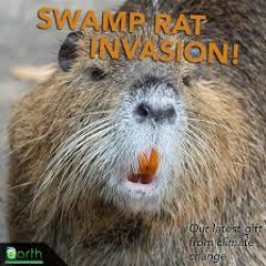 Swamp rat  (vocals needed)