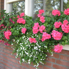 Liebesdream (ik Lijk Steeds Meer Op Jou).MP3