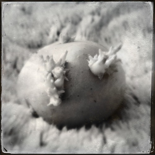 Polyphaune #1 : Naissance