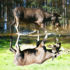 Moose Reflections