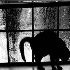 El Gato Negro (Mpc 60 + S950)