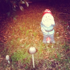 Camels Of The Bird World