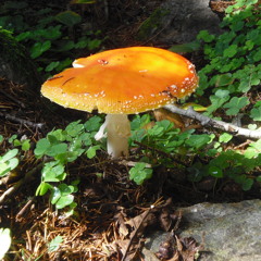 SOLO LIVE @ UNTERSEEDORF